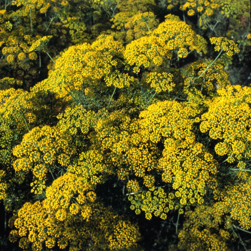 Dill Hedger - Anethum graveolens (Flowering)