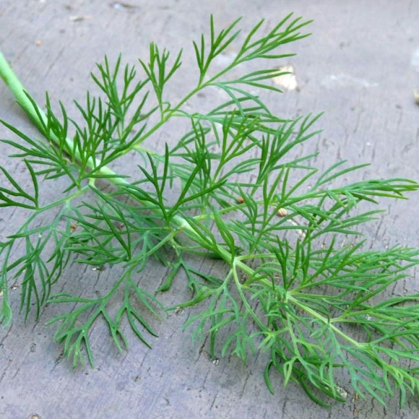 Dill Bio - Anethum graveolens (Foliage)