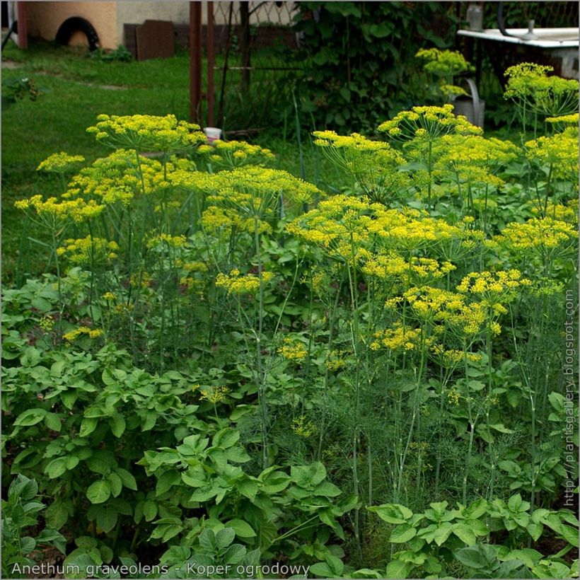 Dill Bio - Anethum graveolens (Plant habit)