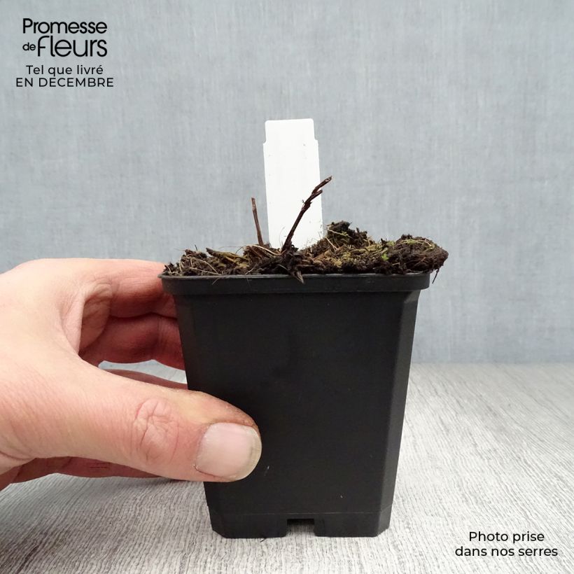 Exemplar von Angelica gigas - koreanische Engelwurz Kleine Töpfe von 8/9 cm wie im Winter geliefert