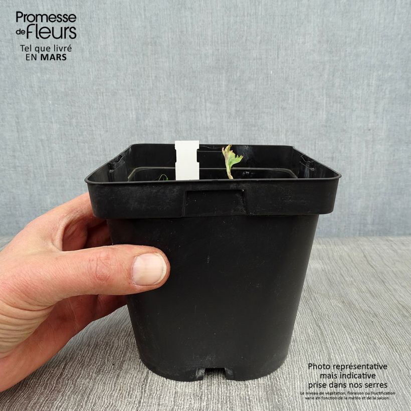 Exemplar von Angelica gigas - koreanische Engelwurz Topf mit 2L/3L wie im Winter geliefert