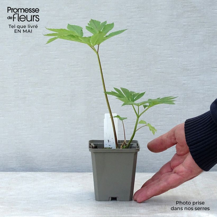 Exemplar von Angelica gigas - koreanische Engelwurz Kleine Töpfe von 8/9 cm wie im Frühjahr geliefert