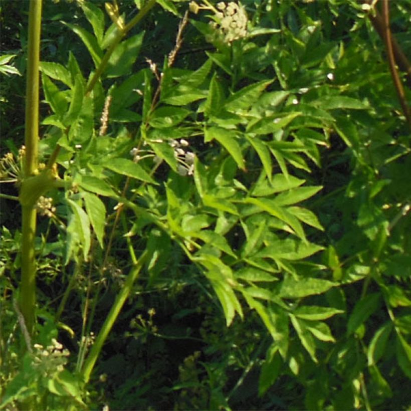 Angelica heterocarpa - Verschiedenfrüchtige Engelwurz (Foliage)