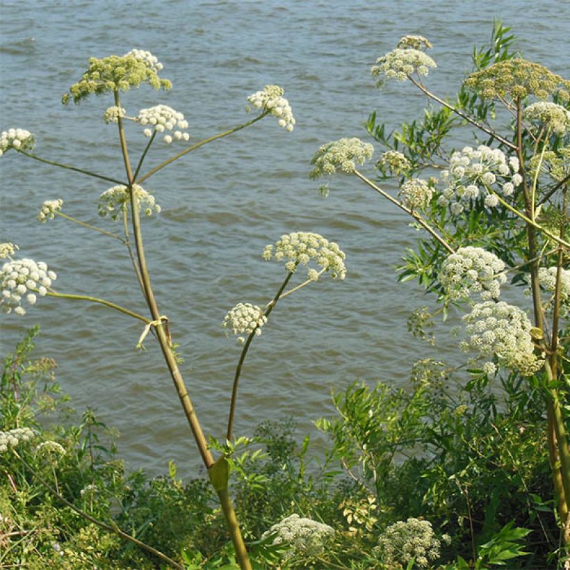 Angelica heterocarpa - Verschiedenfrüchtige Engelwurz (Flowering)