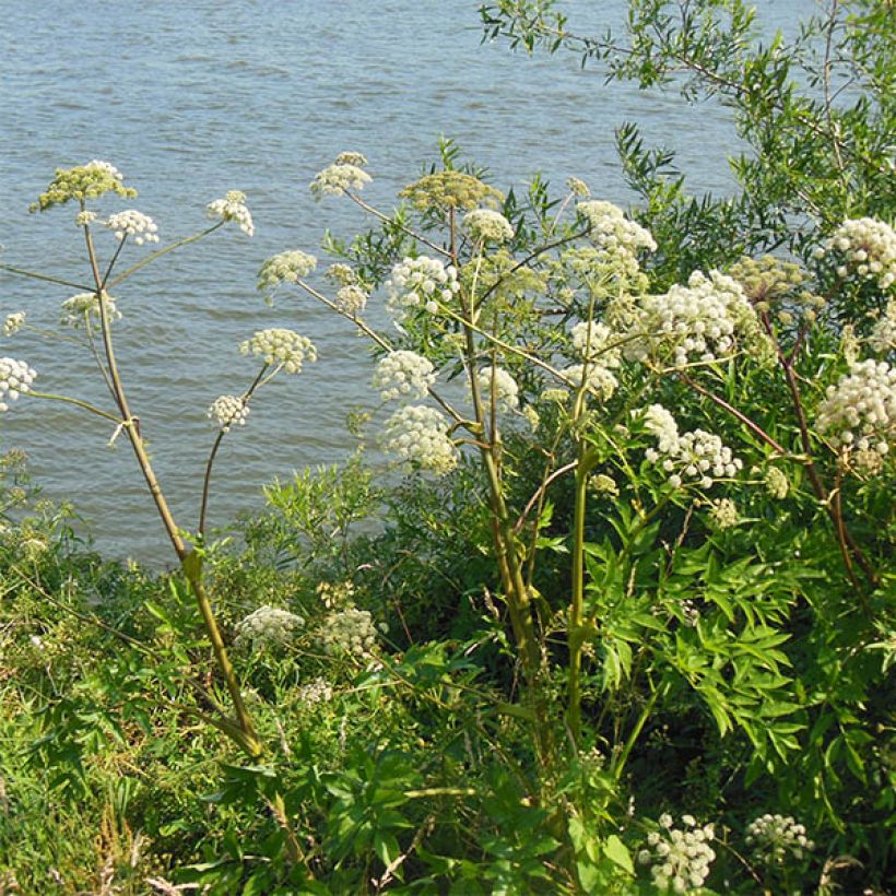 Angelica heterocarpa - Verschiedenfrüchtige Engelwurz (Plant habit)