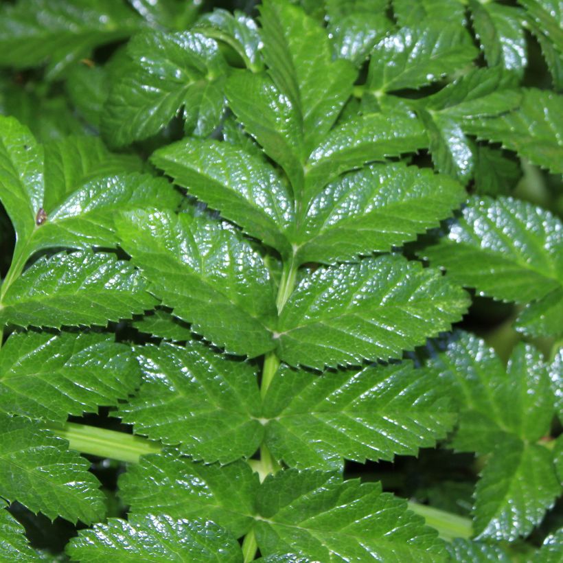 Angelica pachycarpa - Iberische Engelwurz (Foliage)