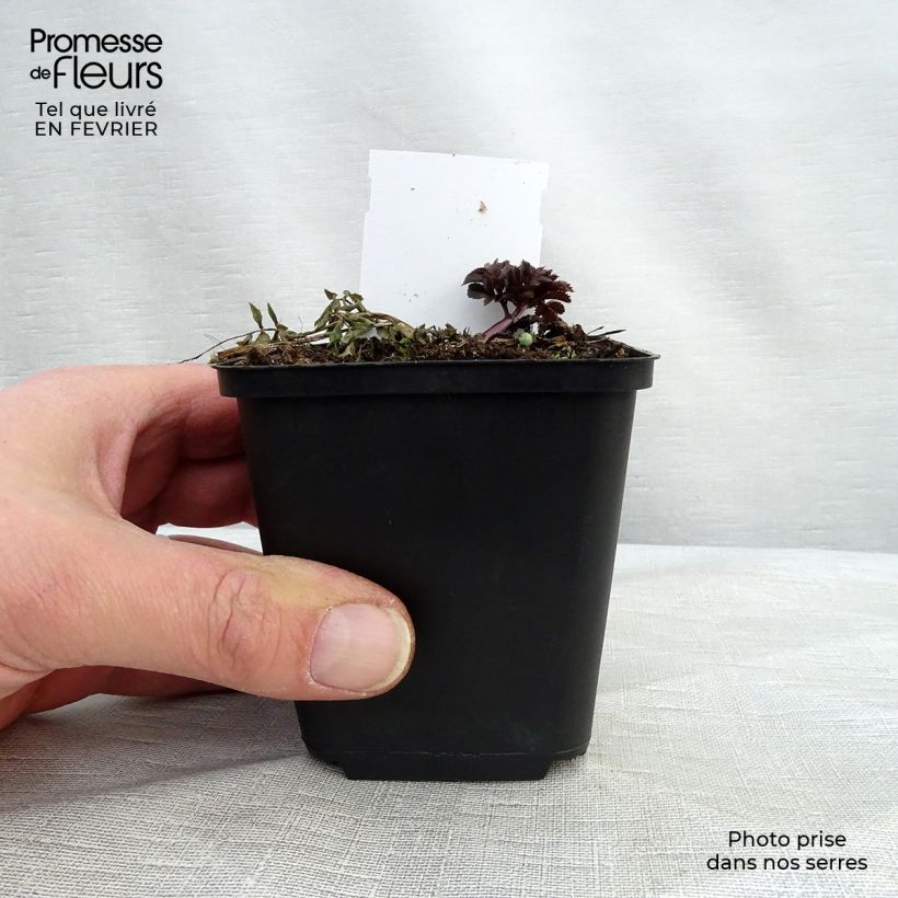 Exemplar von Angelica sylvestris Vicar's Mead - Wald-Engelwurz Kleine Töpfe von 8/9 cm wie im Winter geliefert