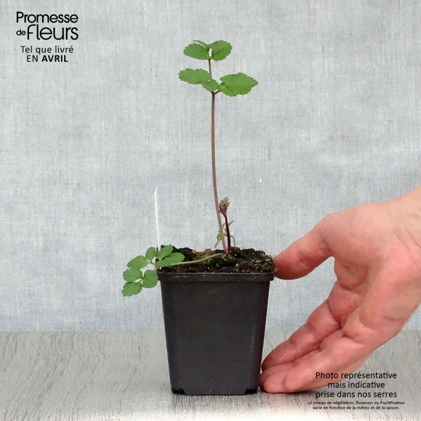 Exemplar von Angelica sylvestris Vicar's Mead - Wald-Engelwurz Kleine Töpfe von 8/9 cm wie im Frühjahr geliefert