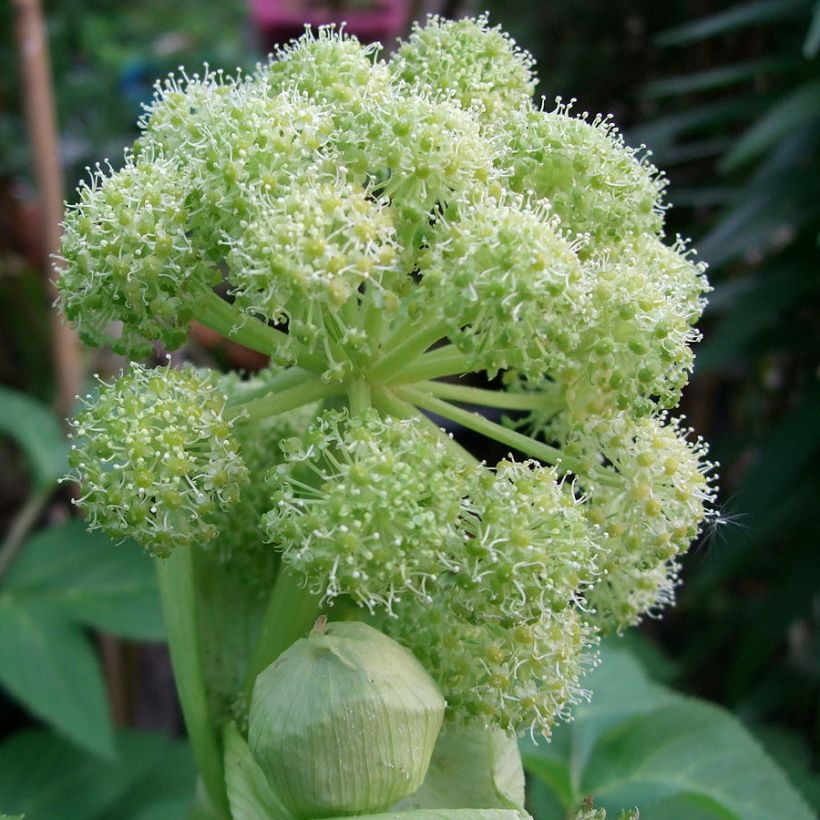 Angelica taiwaniana - Taiwanesische Engelwurz (Flowering)