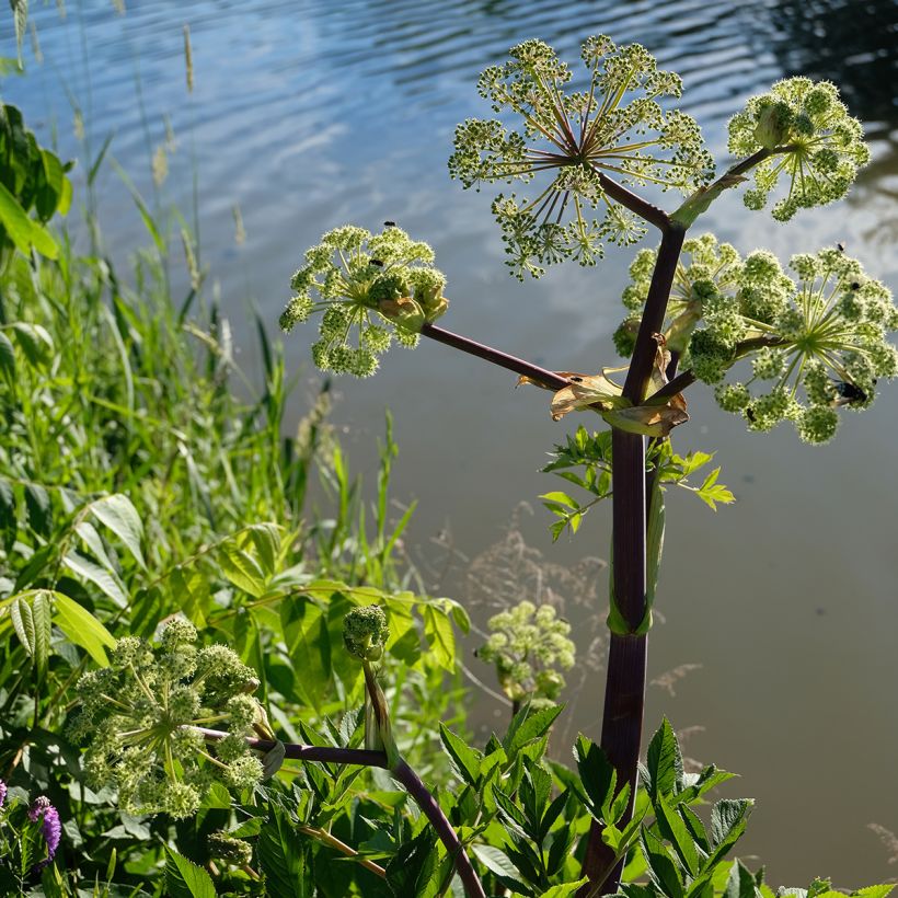 Angelica atropurpurea - Amerikanische Engelwurz (Plant habit)