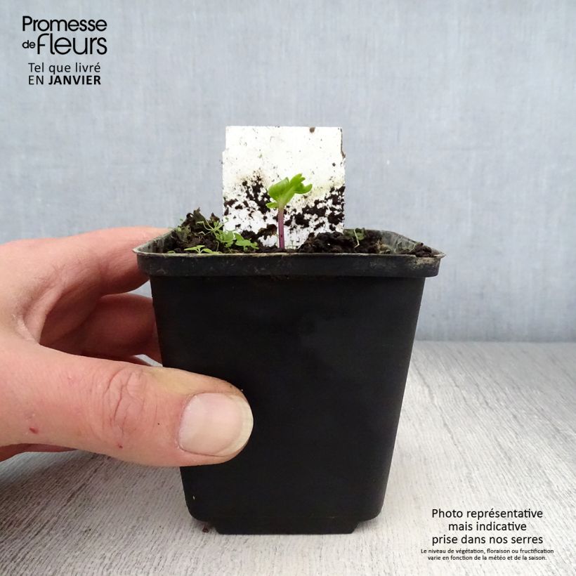 Exemplar von Angelica pachycarpa - Iberische Engelwurz Kleine Töpfe von 8/9 cm wie im Winter geliefert