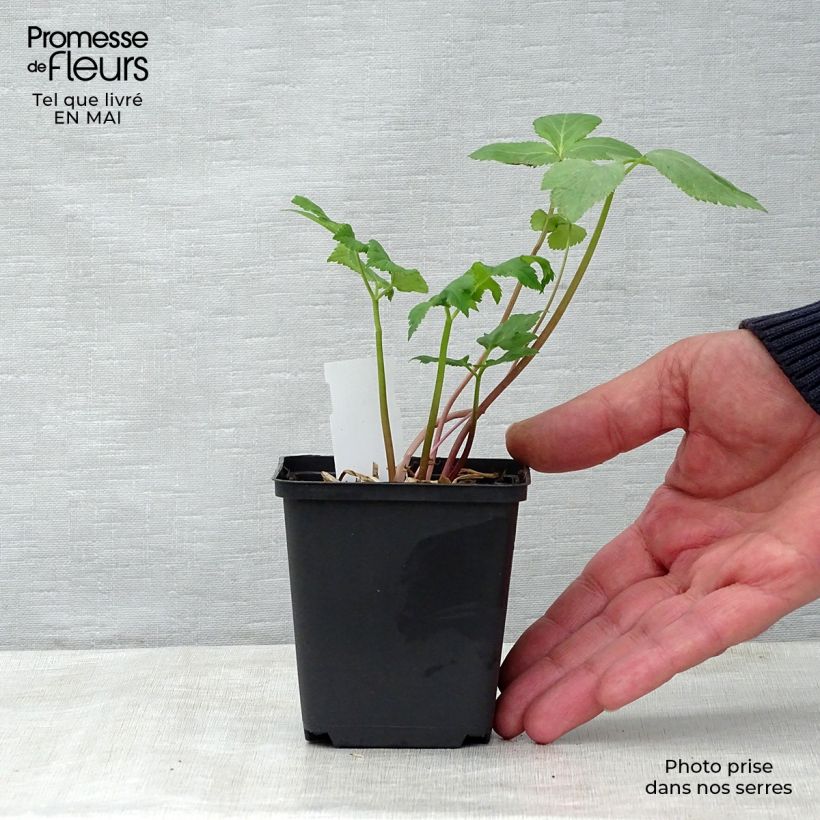 Exemplar von Echte Engelwurz - Angelica archangelica Kleine Töpfe von 7/8 cm wie im Frühjahr geliefert