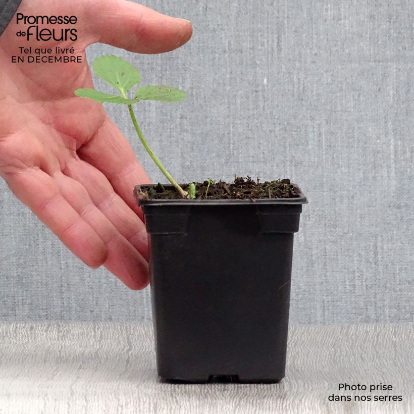 Exemplar von Echte Engelwurz - Angelica archangelica Kleine Töpfe von 7/8 cm wie im Winter geliefert