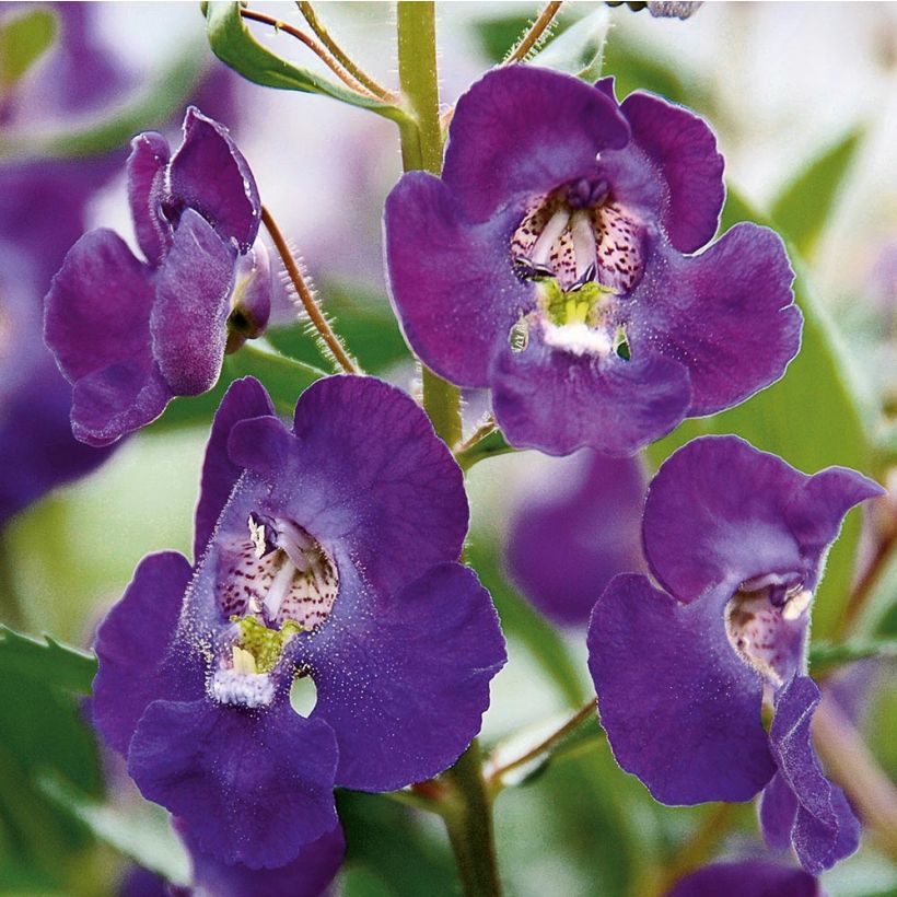 Angelonia angustifolia Angelface Blue - Engelsgesicht (Flowering)