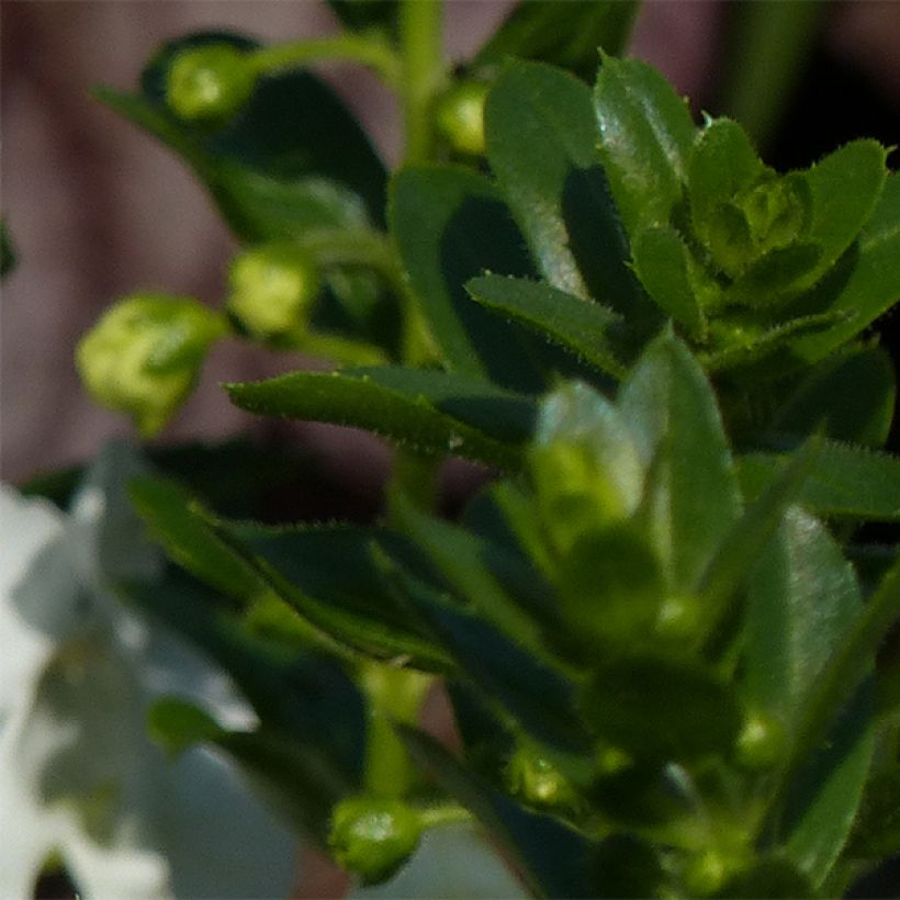 Angelonia angustifolia Angelface Carrara - Engelsgesicht (Foliage)