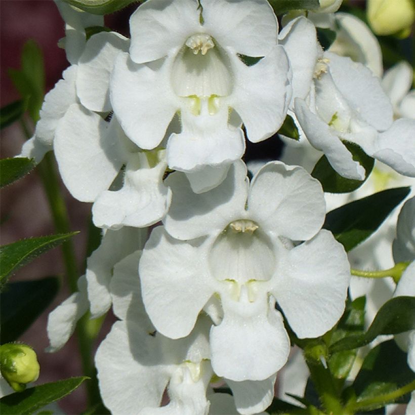 Angelonia angustifolia Angelface Carrara - Engelsgesicht (Flowering)