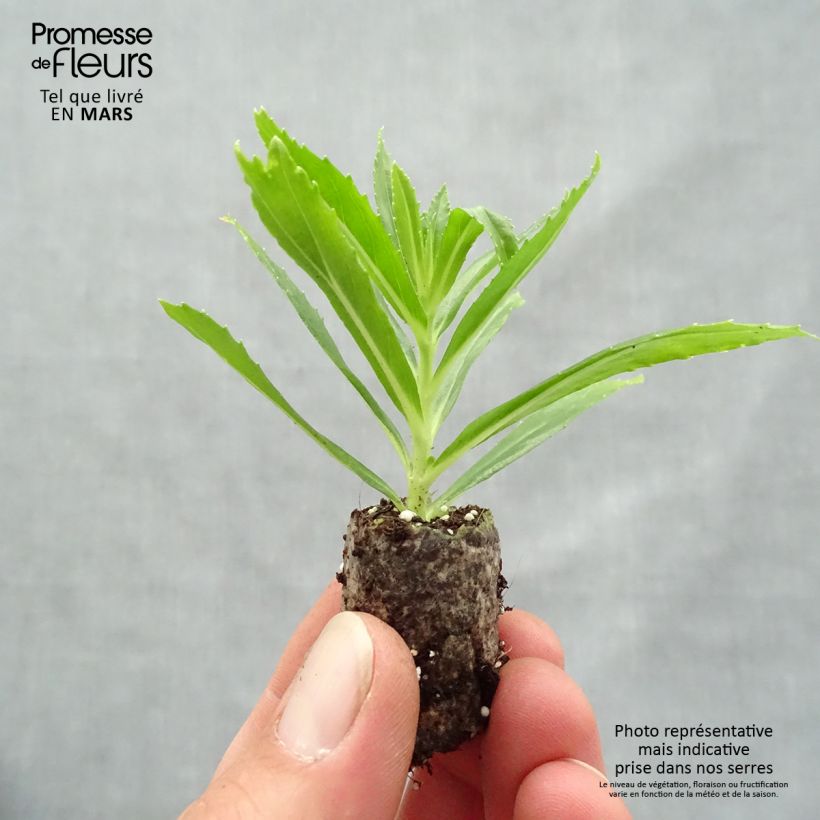 Example of Angelonia angustifolia Angelface Carrara - Engelsgesicht Mini-Plug Ø 1,5/2,5 cm as you get in printemps