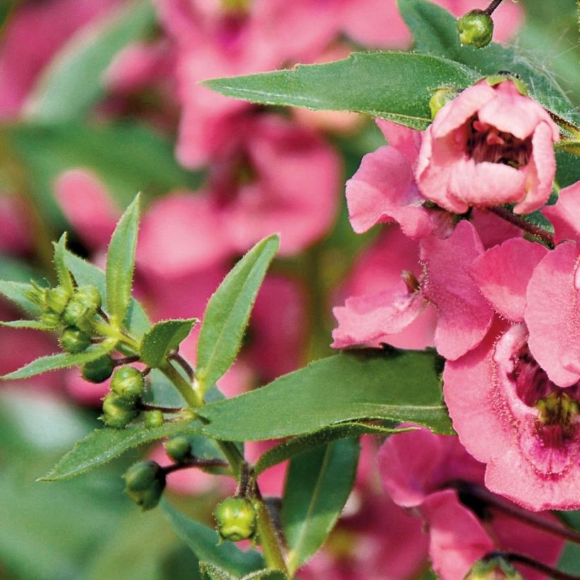 Angelonia angustifolia Angelface Pink - Engelsgesicht (Foliage)