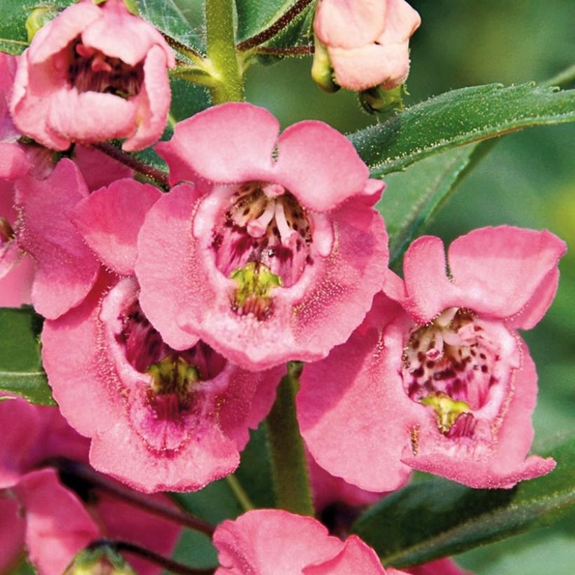 Angelonia angustifolia Angelface Pink - Engelsgesicht (Flowering)
