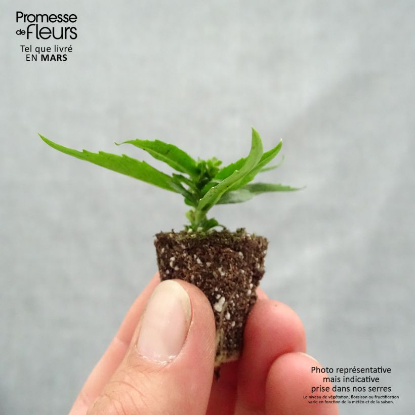 Example of Angelonia angustifolia Archangel Cherry Red - Engelsgesicht Mini-Plug Ø 1,5/2,5 cm as you get in printemps
