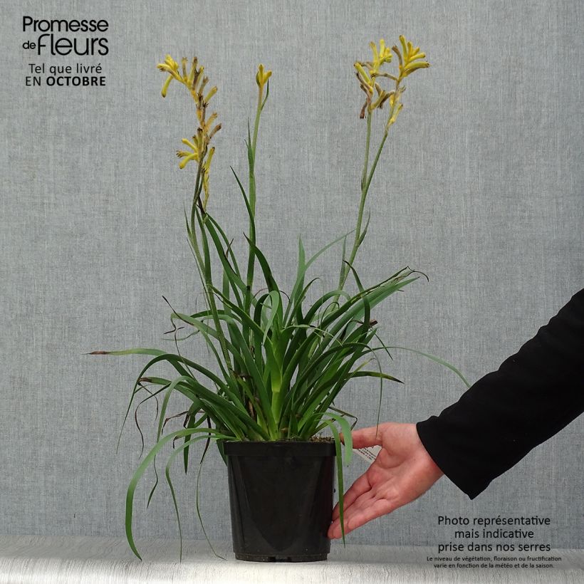 Example of Anigozanthos flavidus Bush Bonanza - Känguruhblume Topf mit 2L/3L as you get in automne