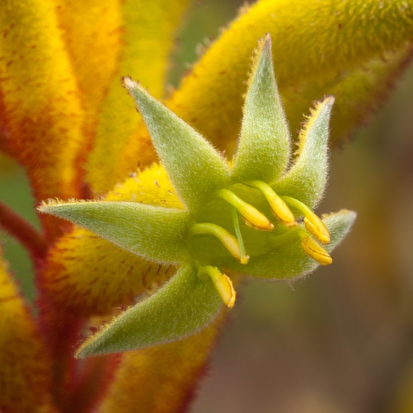 Anigozanthos flavidus Bush Bonanza - Känguruhblume (Flowering)