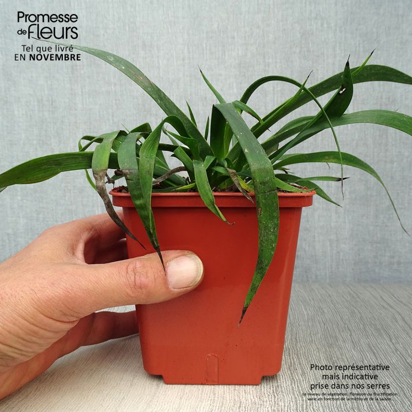 Example of Anigozanthos flavidus Bush Inferno - Känguruhblume Topf mit 1L/1,5L as you get in automne