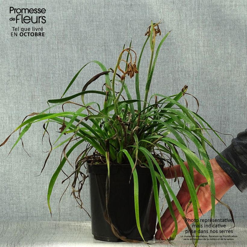 Example of Anigozanthos flavidus Bush Inferno - Känguruhblume Topf mit 3L/4L as you get in automne