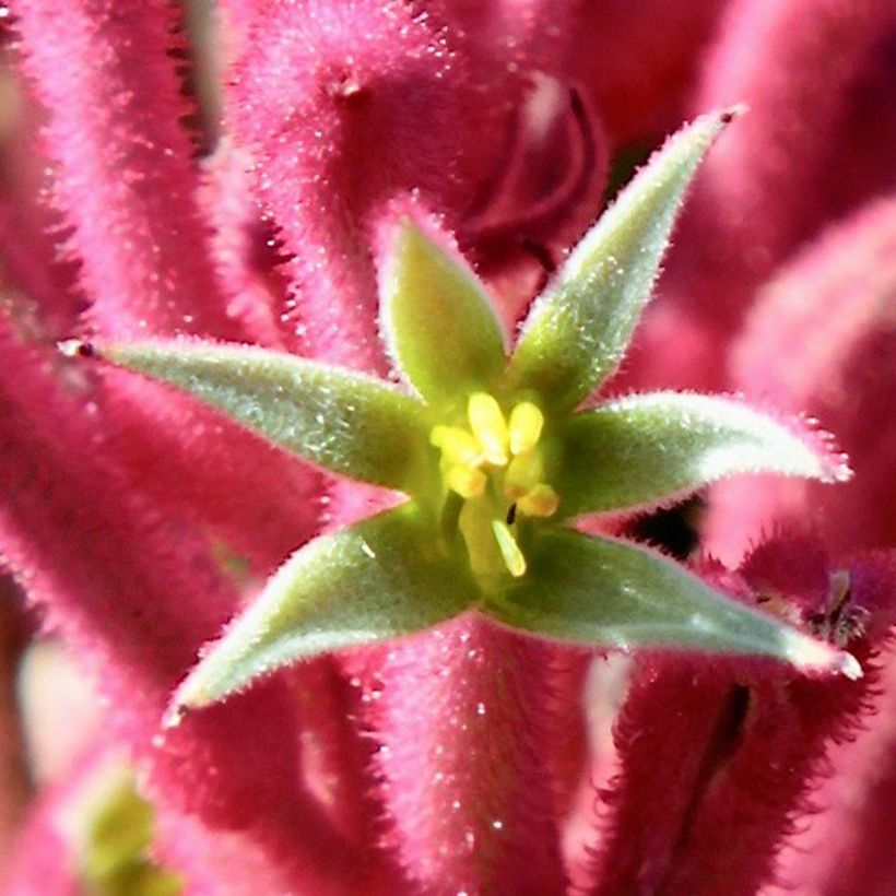 Anigozanthos flavidus Bush Pearl - Känguruhblume (Flowering)
