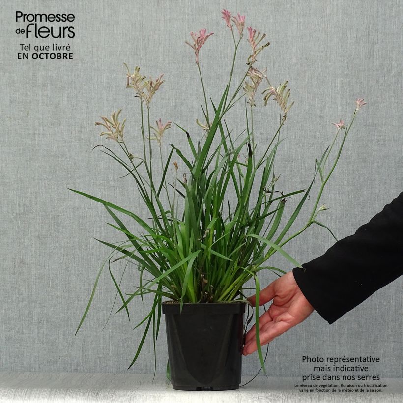 Example of Anigozanthos flavidus Bush Pearl - Känguruhblume Topf mit 2L/3L as you get in automne