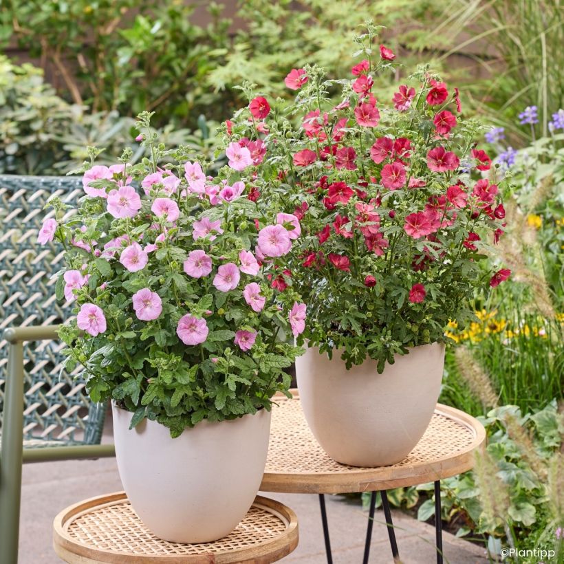 Anisodontea Cotton Candy Pink (Wuchs)