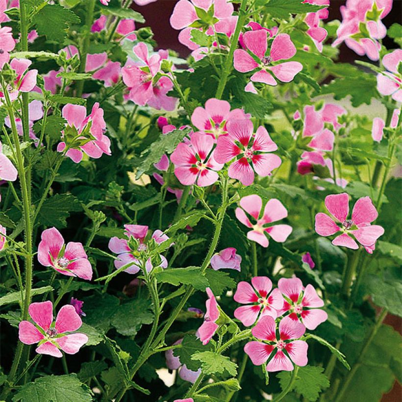 Anisodontea Lady in Pink - Anisodontea (Flowering)