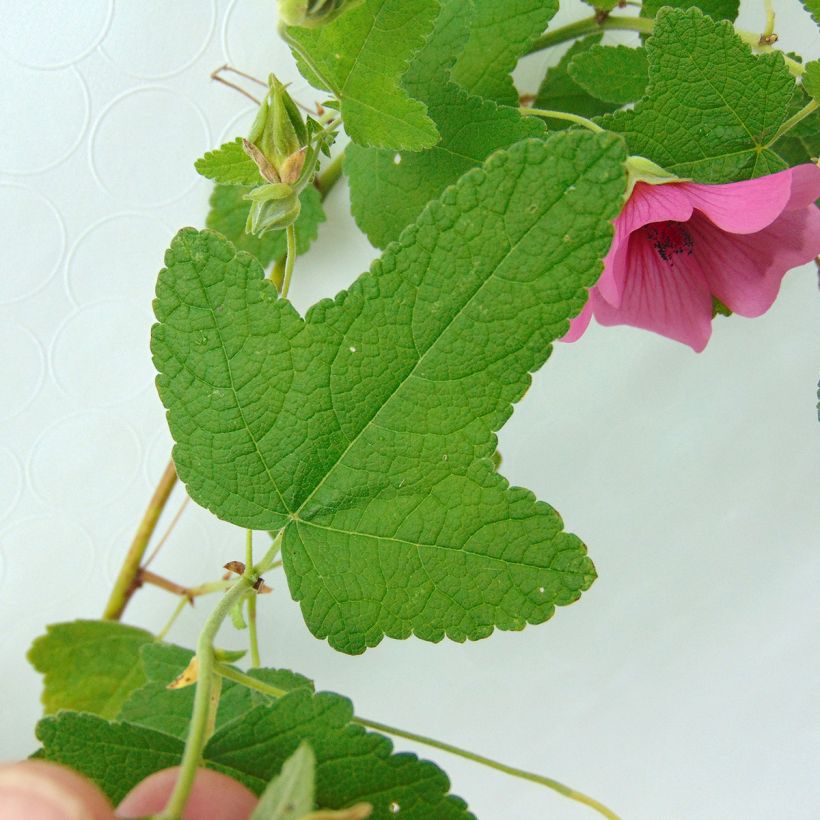 Anisodontea capensis El Rayo - Anisodontea (Foliage)