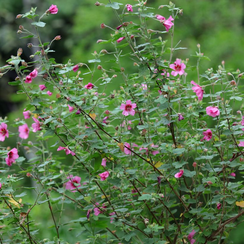 Anisodontea capensis El Rayo - Anisodontea (Plant habit)