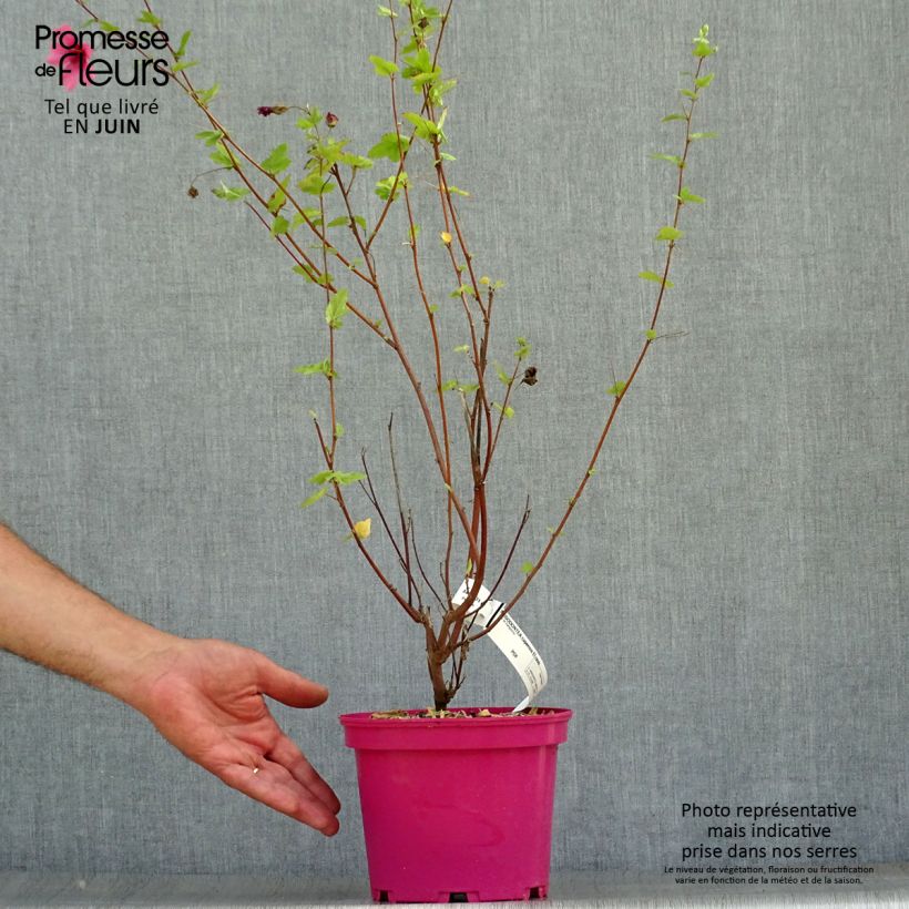 Exemplar von Anisodontea capensis El Rayo - Anisodontea Topf mit 3L/4L wie im Sommer geliefert