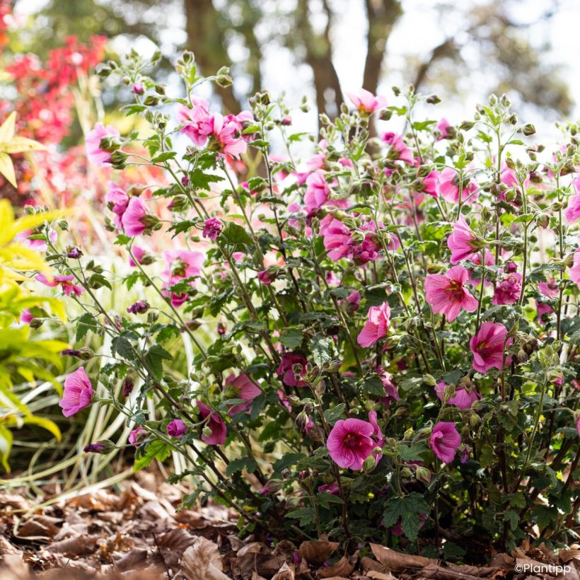 Anisodontea Carnival Lights Celebration (Wuchs)