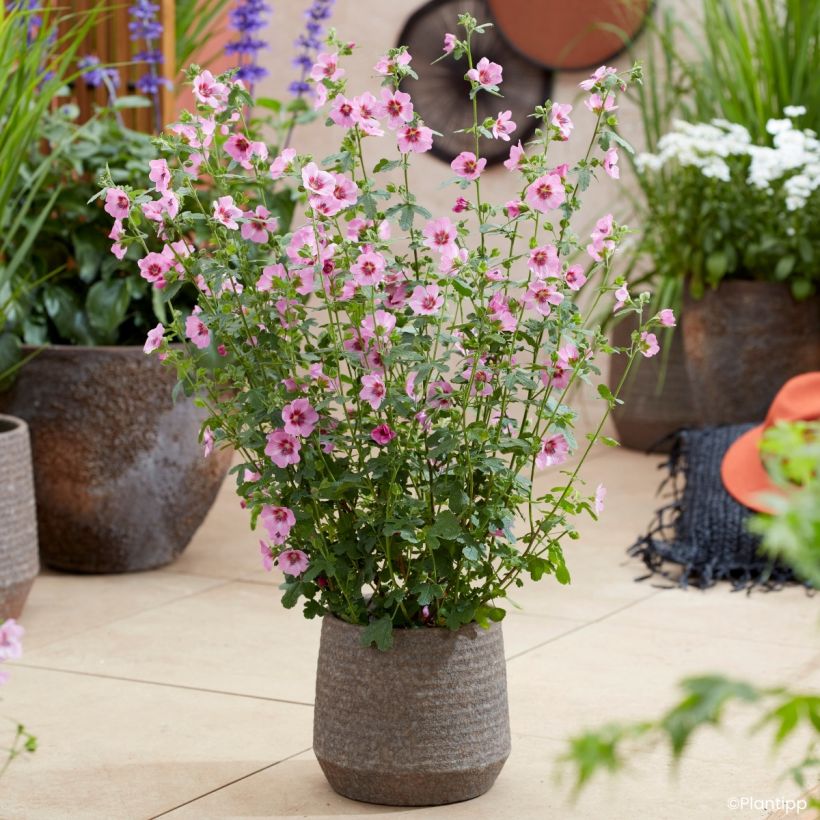 Anisodontea Carnival Lights Gala (Wuchs)