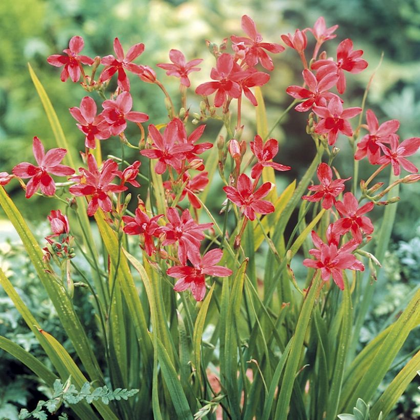 Anomatheca laxa - Scheiniris (Plant habit)
