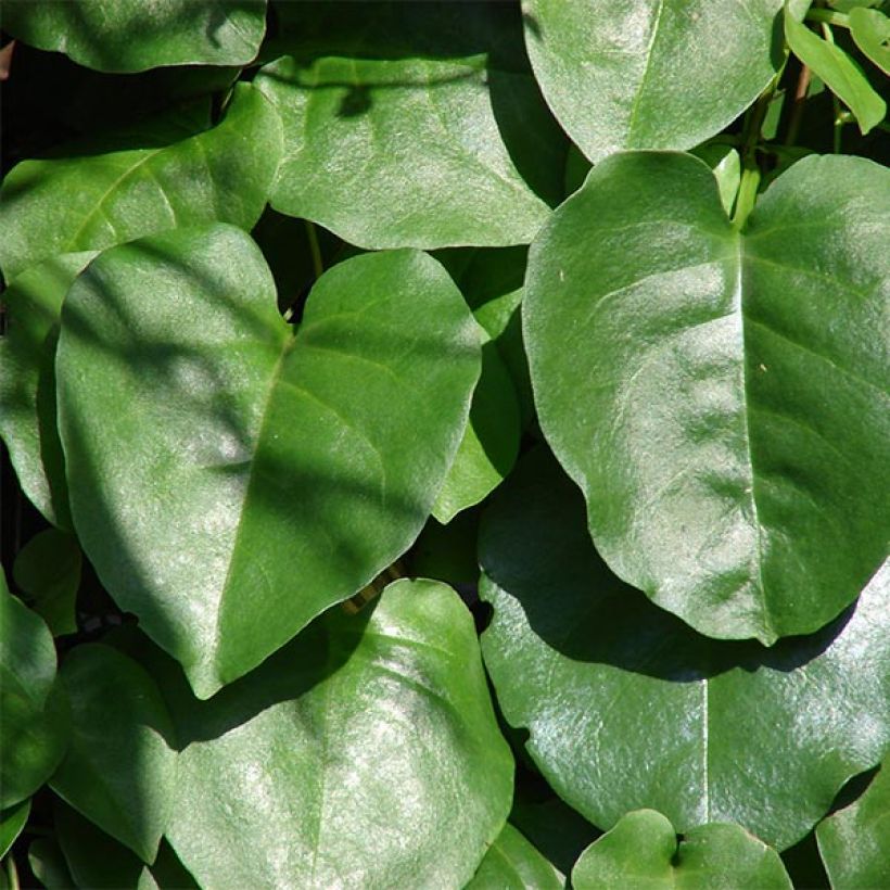 Anredera cordifolia - Resedenwein (Foliage)