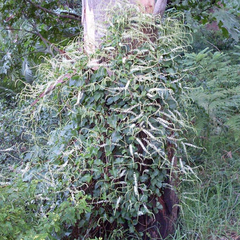 Anredera cordifolia - Resedenwein (Plant habit)