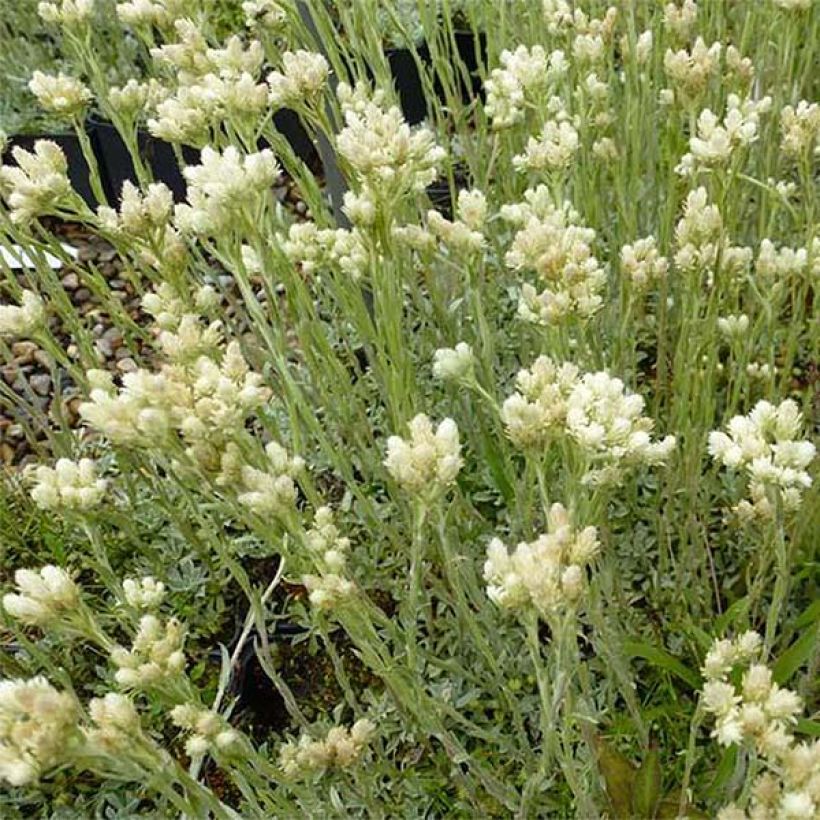 Antennaria dioica var. borealis - Gemeines Katzenpfötchen (Plant habit)