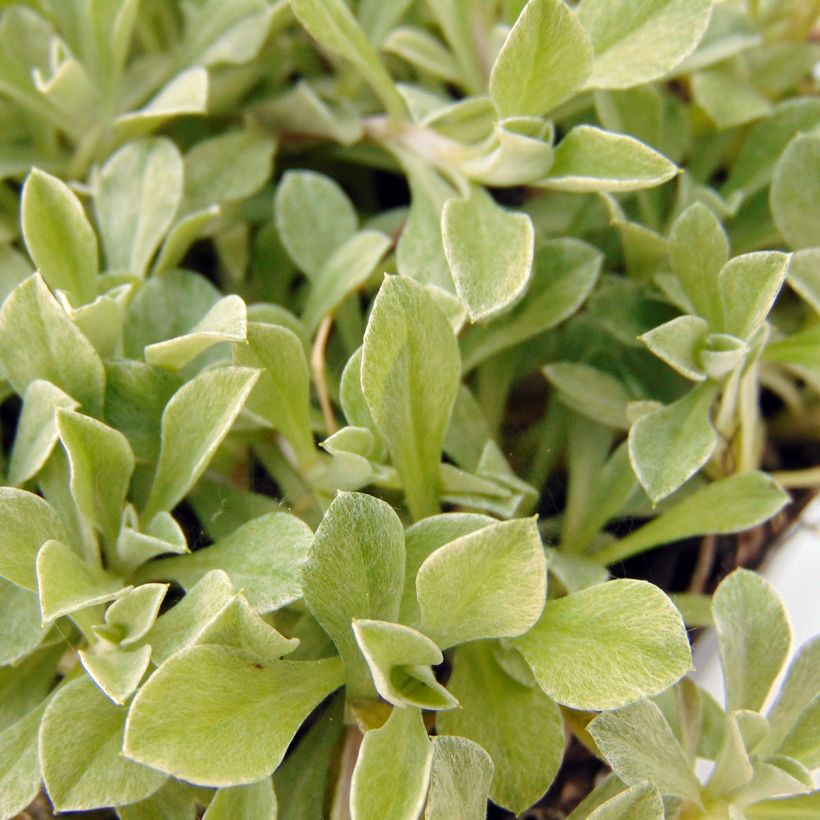 Antennaria dioica var. borealis - Gemeines Katzenpfötchen (Foliage)