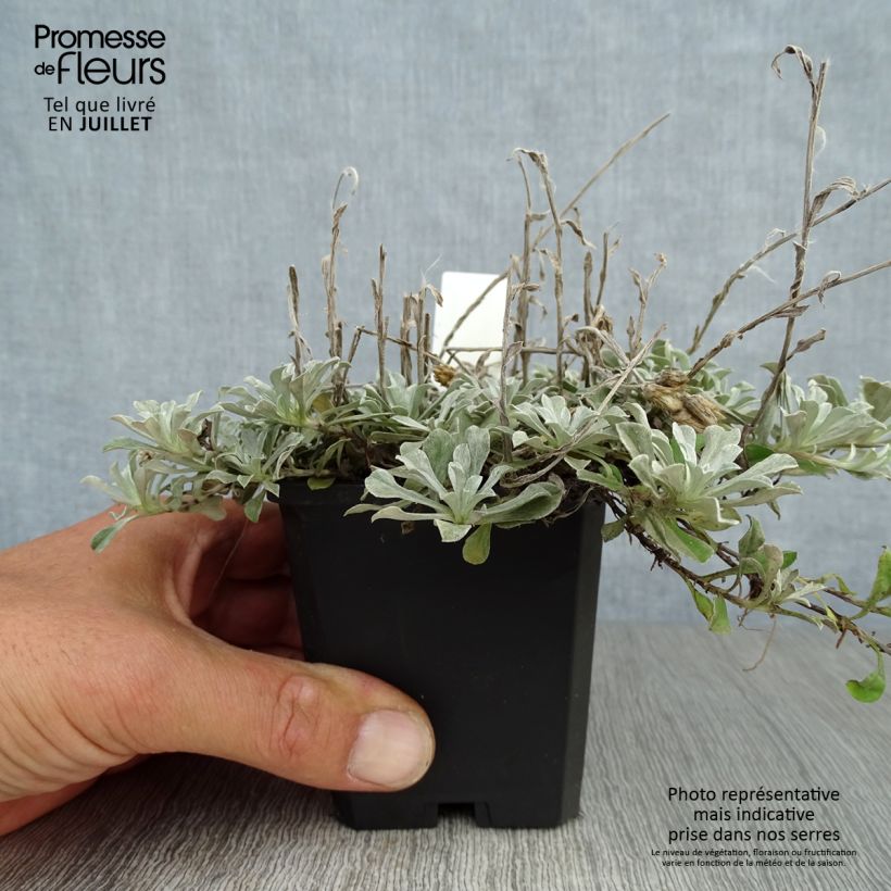 Example of Antennaria dioica var. borealis - Gemeines Katzenpfötchen Kleine Töpfe von 8/9 cm as you get in ete