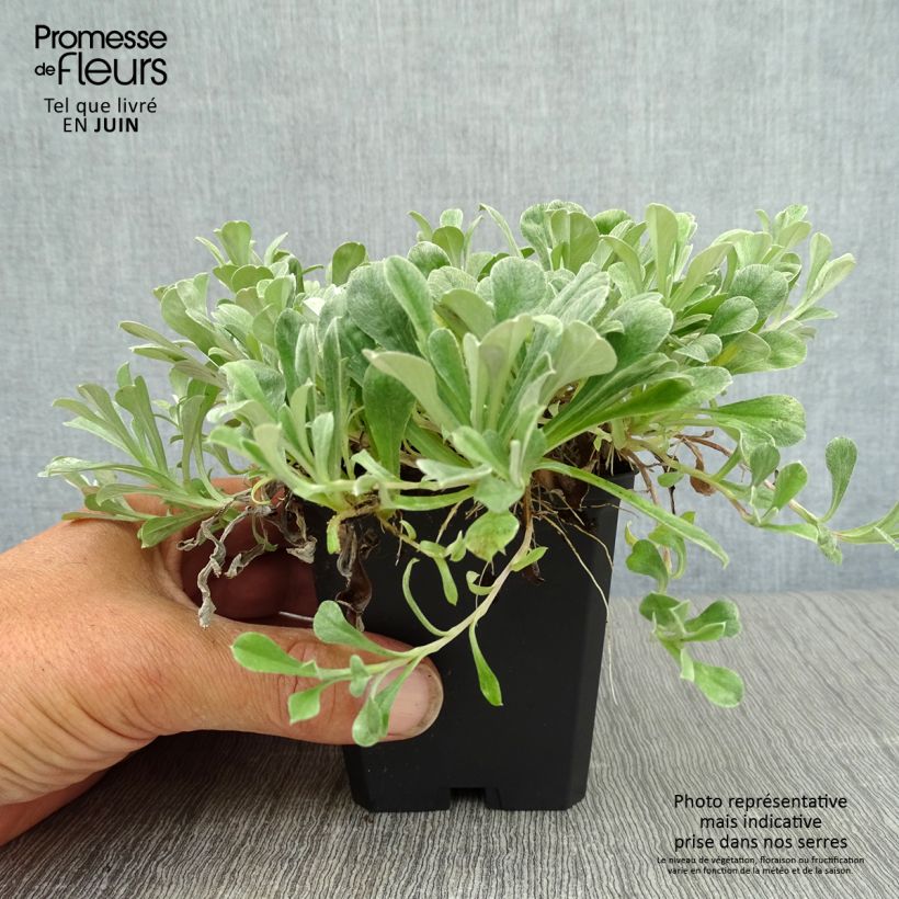 Exemplar von Antennaria dioica Rubra - Gemeines Katzenpfötchen Kleine Töpfe von 8/9 cm wie im Sommer geliefert