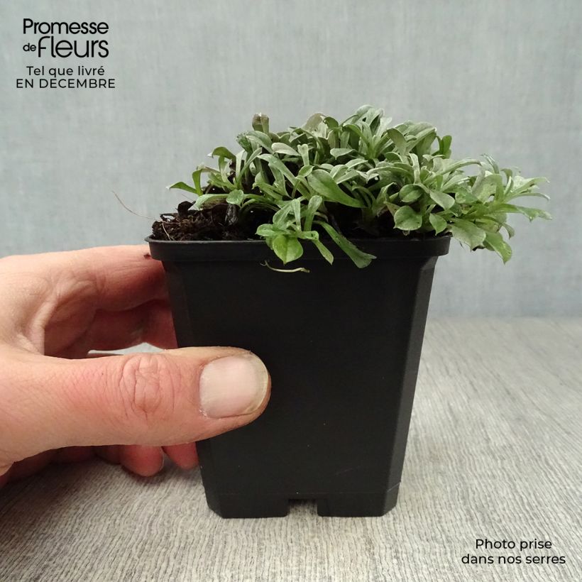 Exemplar von Antennaria dioica Rubra - Gemeines Katzenpfötchen Kleine Töpfe von 8/9 cm wie im Winter geliefert