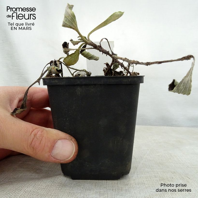 Exemplar von Antennaria plantaginifolia - Wegerichblättriges Katzenpfötchen Kleine Töpfe von 8/9 cm wie im Frühjahr geliefert