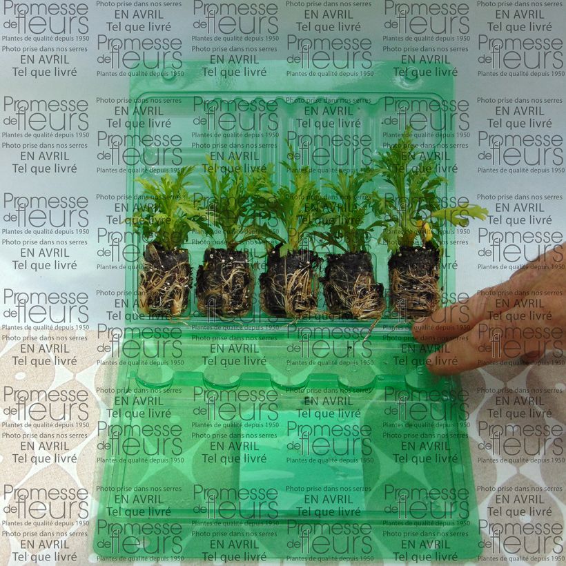 Example of Kanarische Strauch-Margerite Butterfly Yellow - Argyranthemum frutescens Mini-Plug Ø 3/4 cm as you get