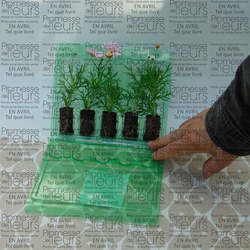 Example of Kanarische Strauch-Margerite Daisy Crazy Summit Pink - Argyranthemum frutescens Mini-Plug Ø 3/4 cm as you get