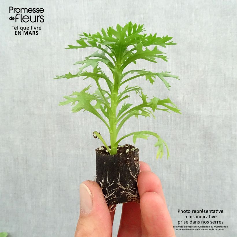 Example of Kanarische Strauch-Margerite Grandaisy Gold - Argyranthemum Mini-Plug Ø 3/4 cm as you get in printemps