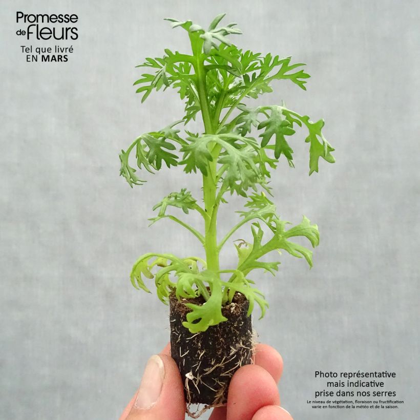 Example of Kanarische Strauch-Margerite Grandaisy Ruby - Argyranthemum Mini-Plug Ø 3/4 cm as you get in printemps